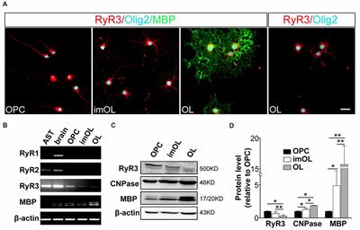 Dynamic Calcium Release From Endoplasmic Reticulum Mediated by Ryanodine Receptor 3 Is Crucial for Oligodendroglial Differentiation